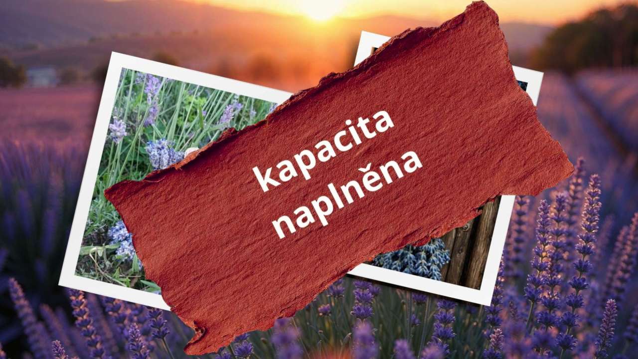 Kreativní dílna: Levandulky